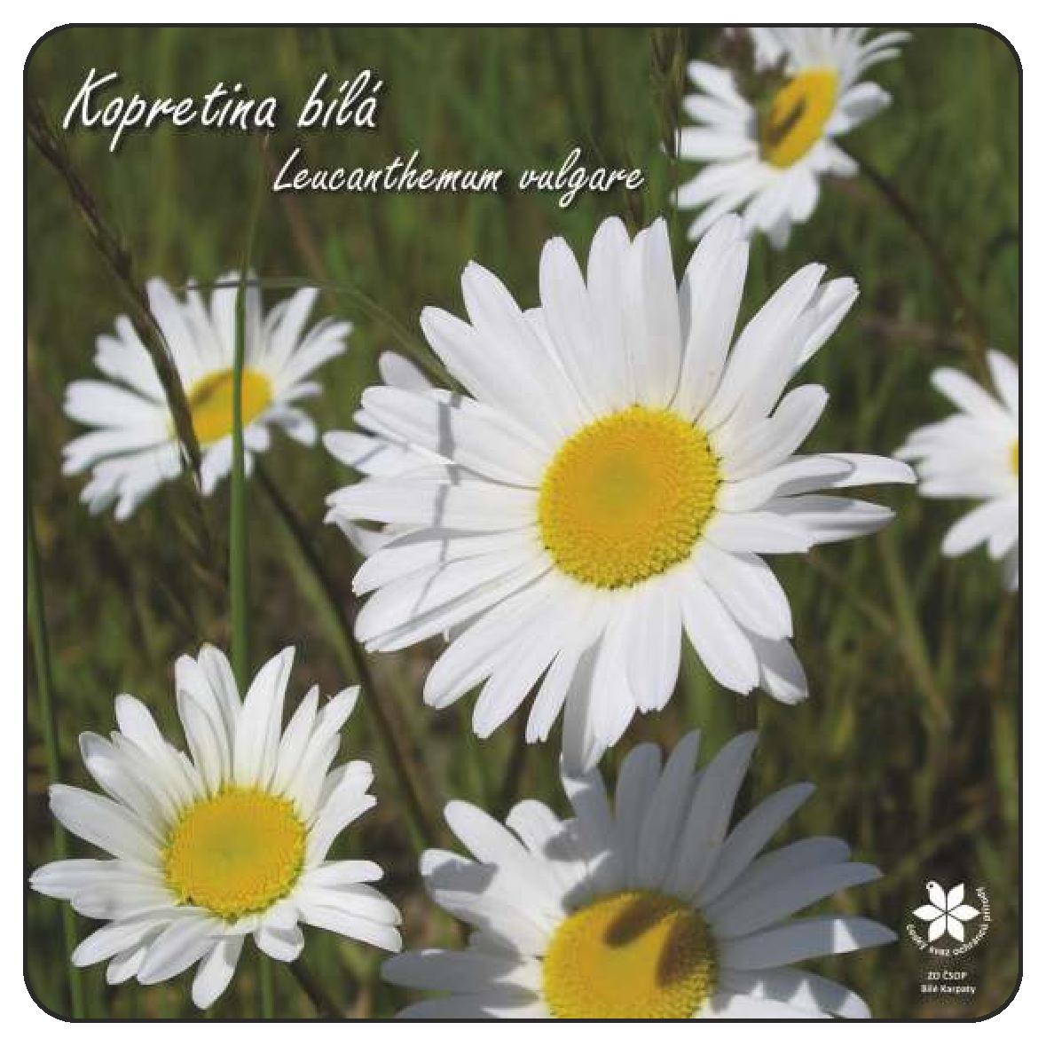 Korkový podtácek - kopretina bílá