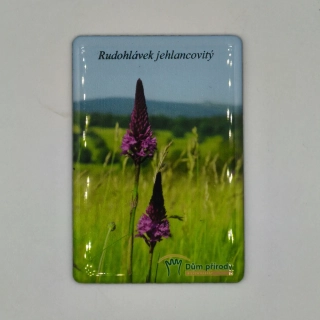 Magnetka - Rudohlávek jehlancovitý